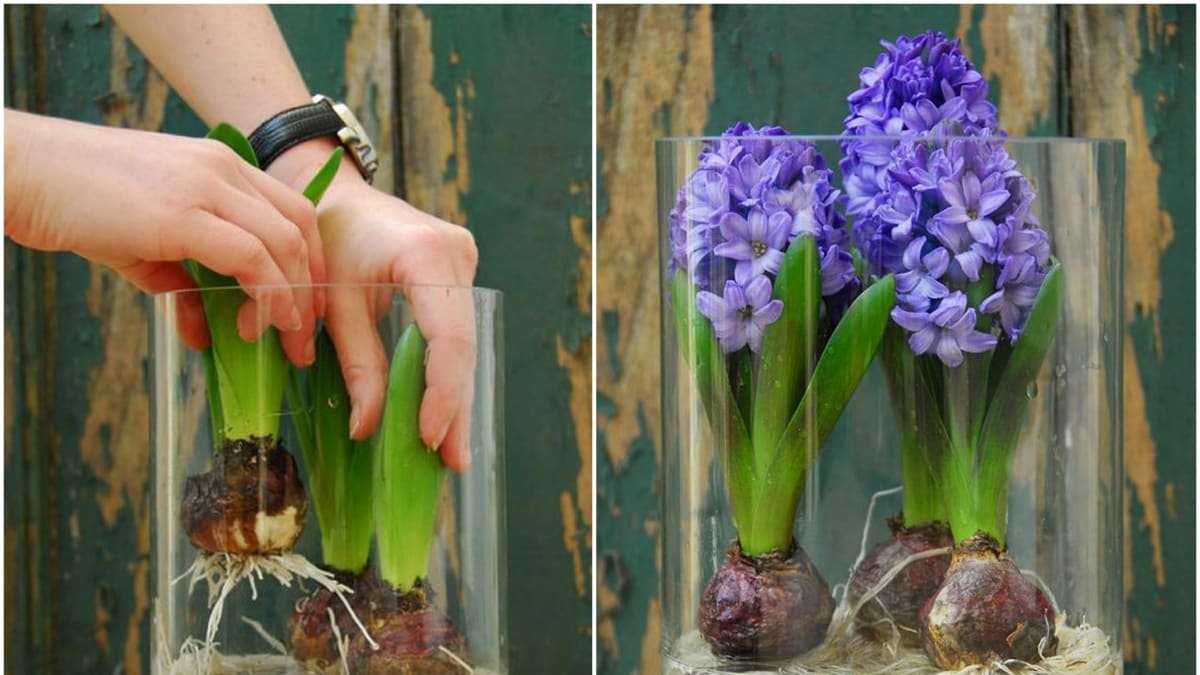 Místo květináče hyacinty v balónku jako jarní dekorativní akcent který je čím dál častěji vidět i v českých domácnostech