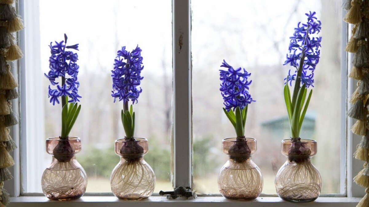 Místo květináče hyacinty v balónku jako jarní dekorativní akcent který je čím dál častěji vidět i v českých domácnostech