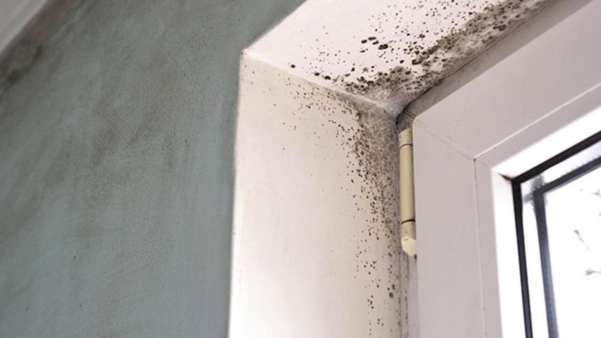 Plíseň na stěnách proč se v českých domácnostech bělidlo nepovažuje za řešení a jakou metodu doporučují odborníci