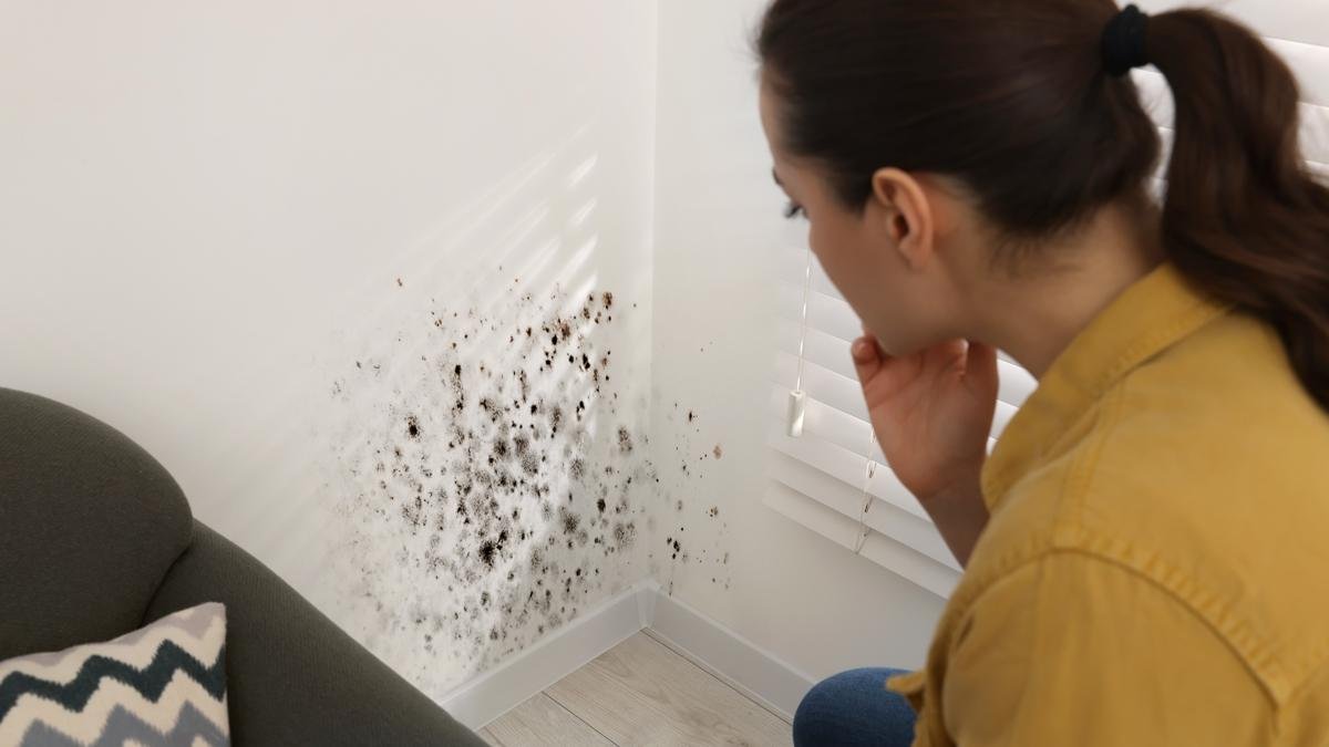 Plíseň na stěnách proč se v českých domácnostech bělidlo nepovažuje za řešení a jakou metodu doporučují odborníci