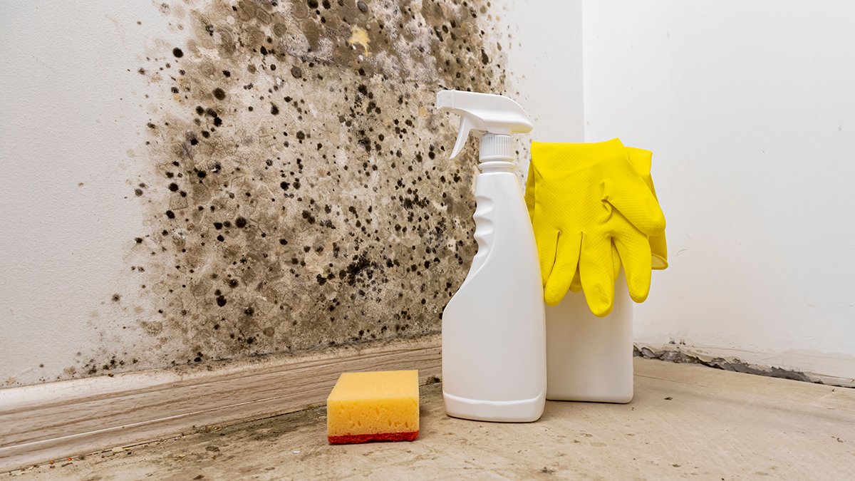 Plíseň na stěnách proč se v českých domácnostech bělidlo nepovažuje za řešení a jakou metodu doporučují odborníci