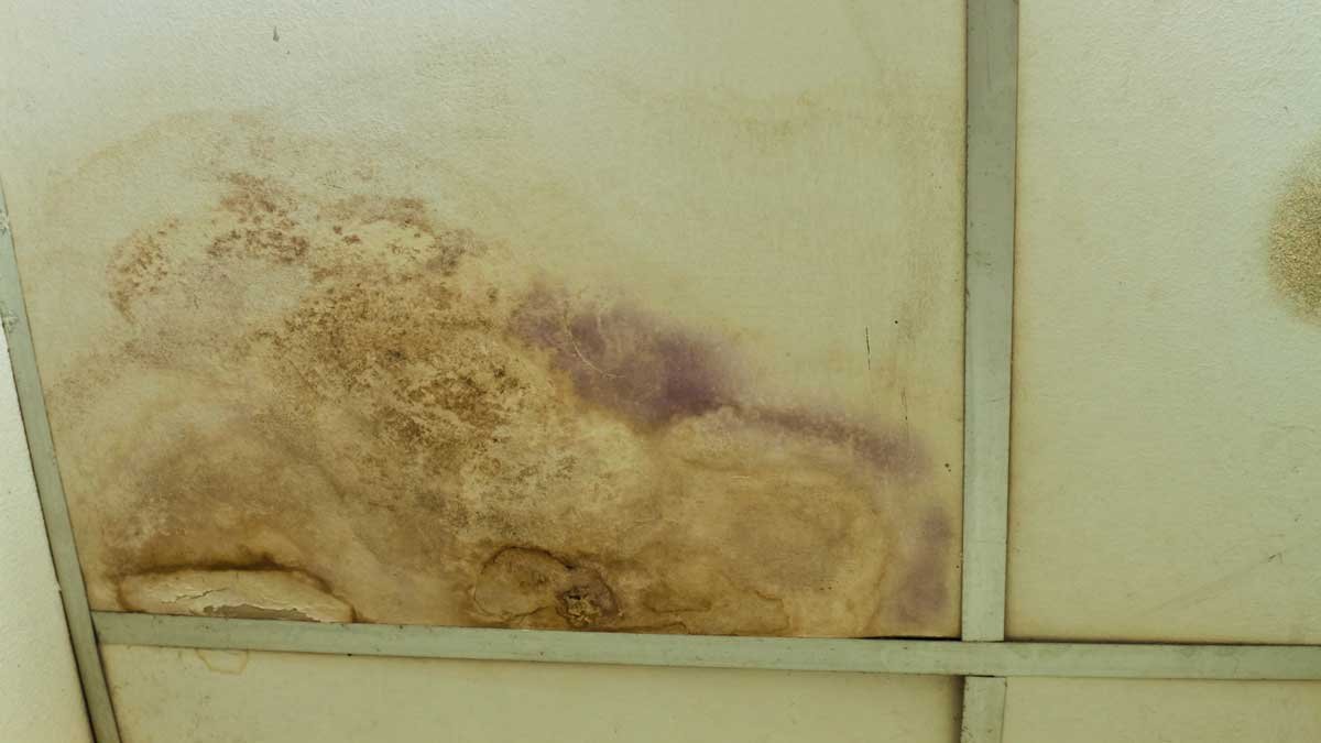 Úklid stěn na toaletě jak dostat pod kontrolu žluté mapy a černou plíseň pomocí týdenní rutiny známé i českým domácnostem