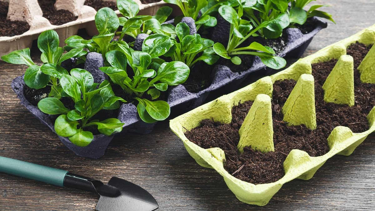 Tuto obal vyhazujete každý týden, přesto má v českých domácnostech už dávno užitečné využití nevyhazujte plata od vajec