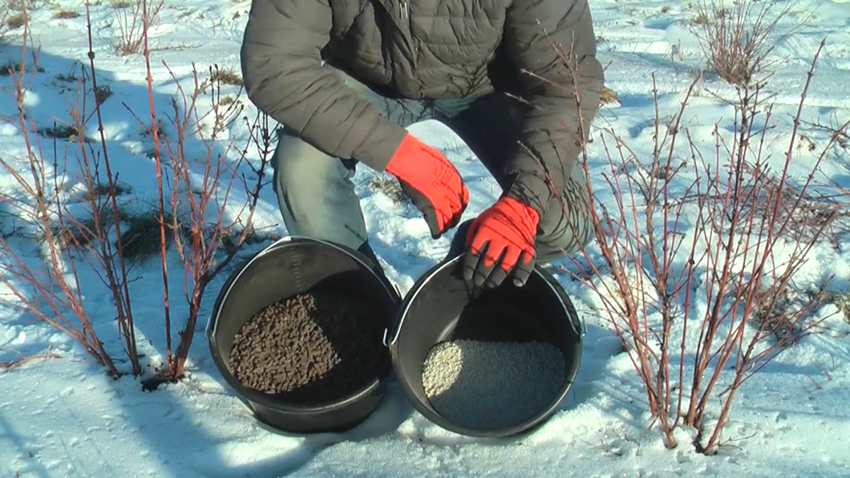 Silnější než popel kvasnice i hnůj v Česku takto přihnojují záhony přímo na sníh v únoru a na jaře je půda dvojnásob úrodná