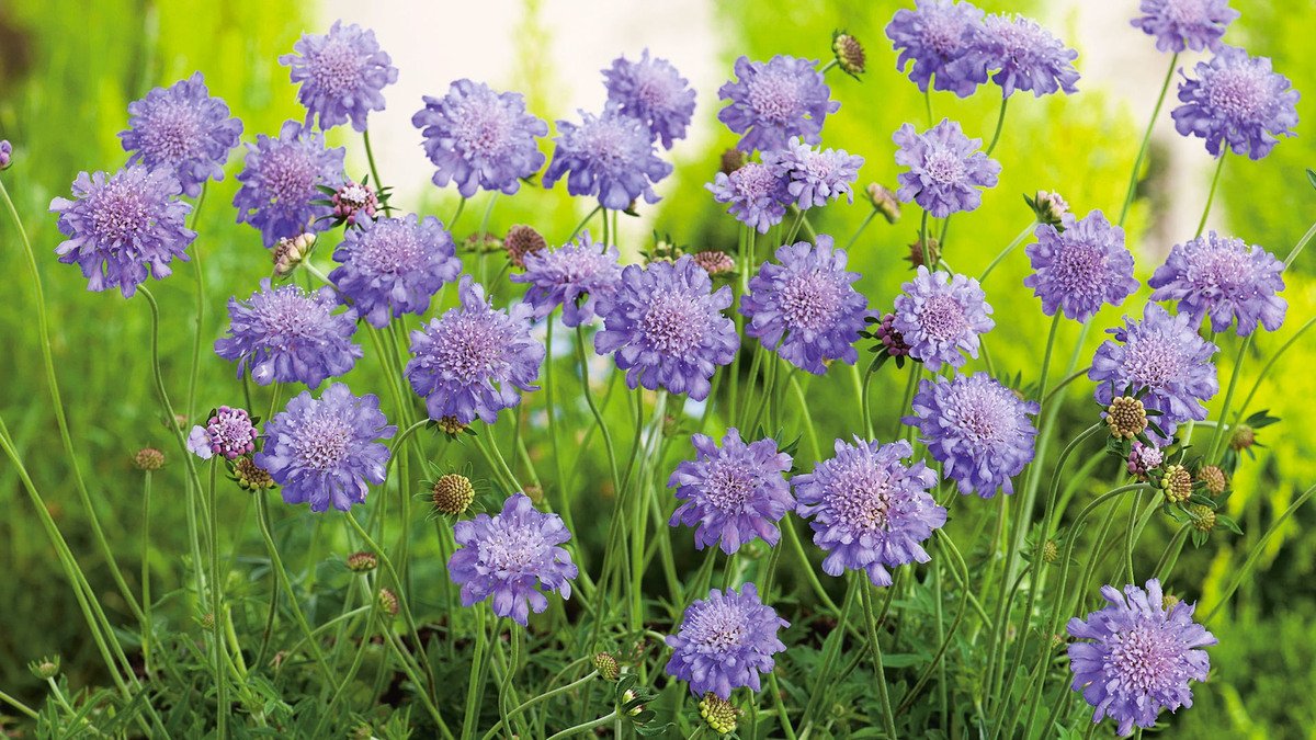 Motýli se slétají v hejnech, rostlina, která kvete bez přestávky celé léto