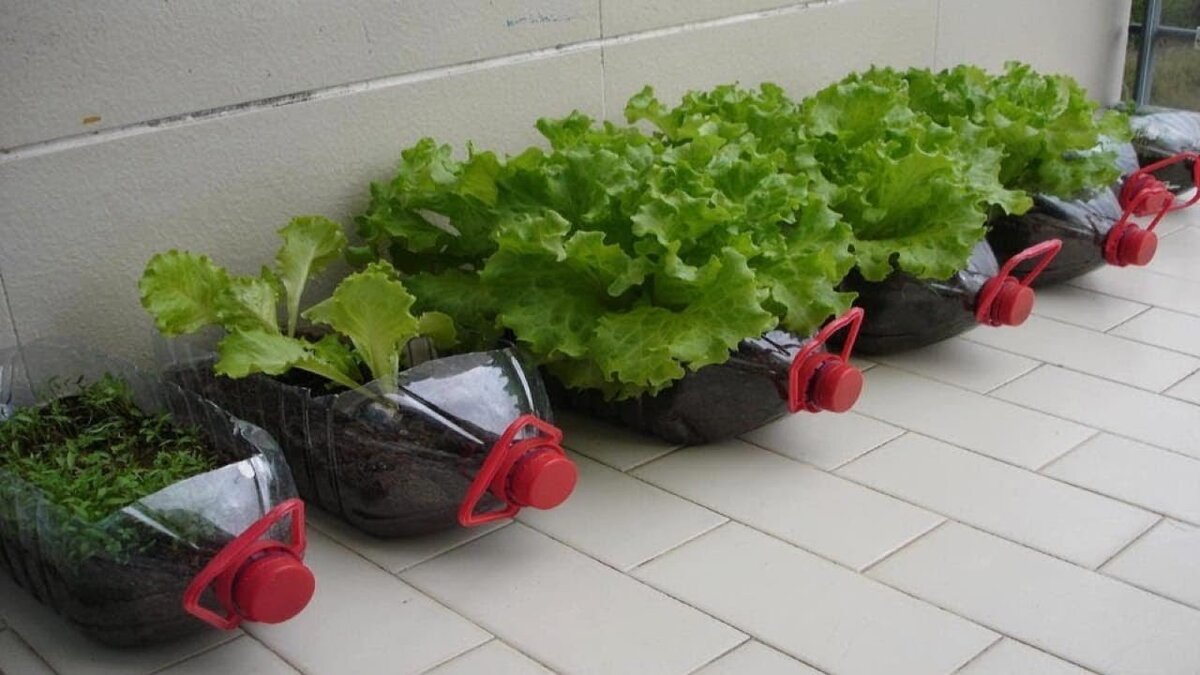 Jak proměnit plastové lahve v pomocníky na zahradě 5 jednoduchých nápadů na využití