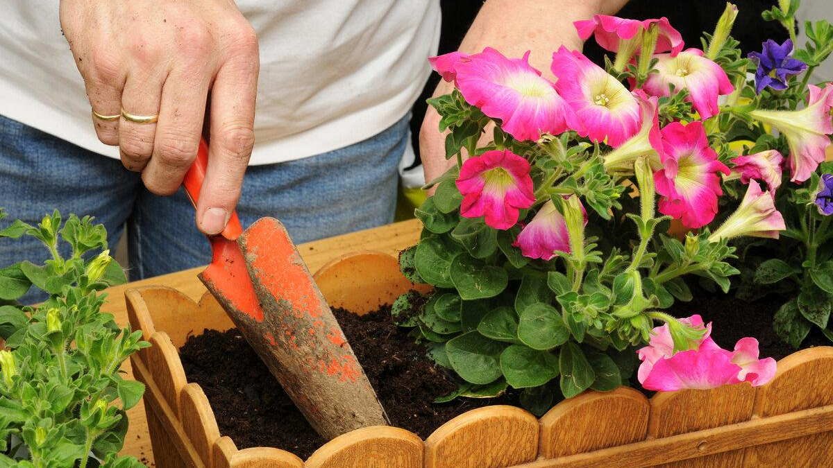 Na jaře už bude pozdě co je důležité vysít v únoru abyste si v květnu užili úrodu ze záhonu