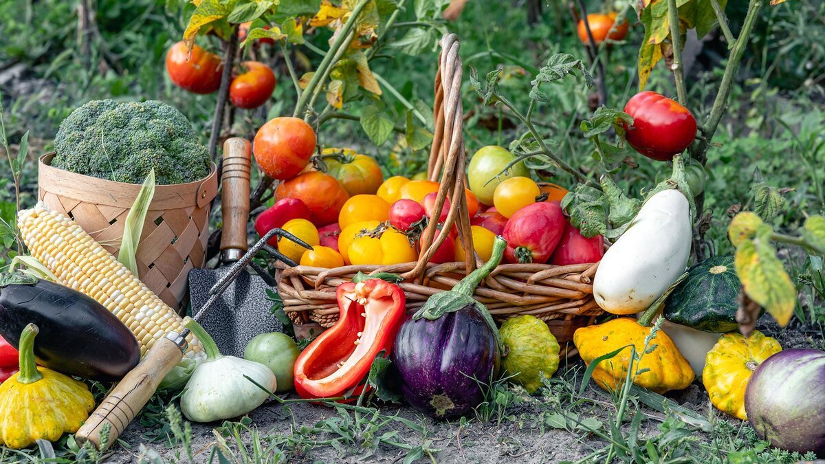 Na jaře už bude pozdě co je důležité vysít v únoru abyste si v květnu užili úrodu ze záhonu
