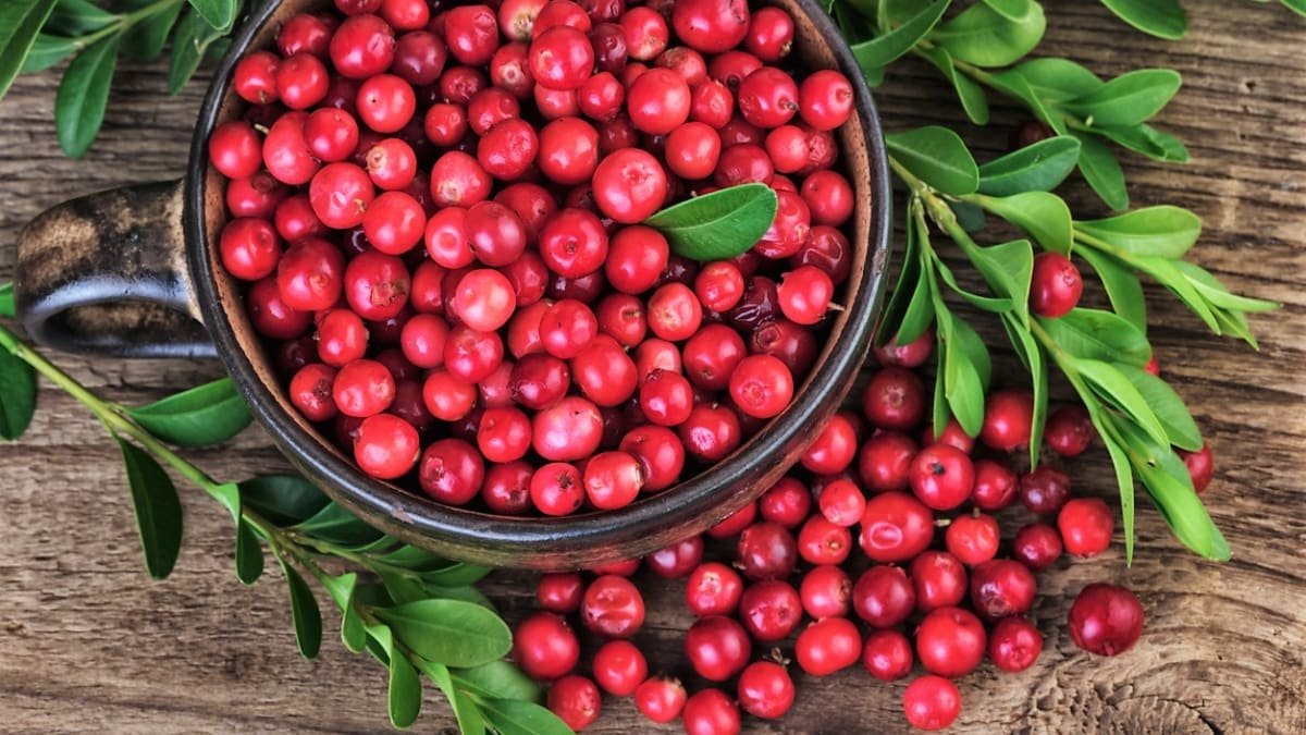 Brusinková panna cotta recept s českým kontextem