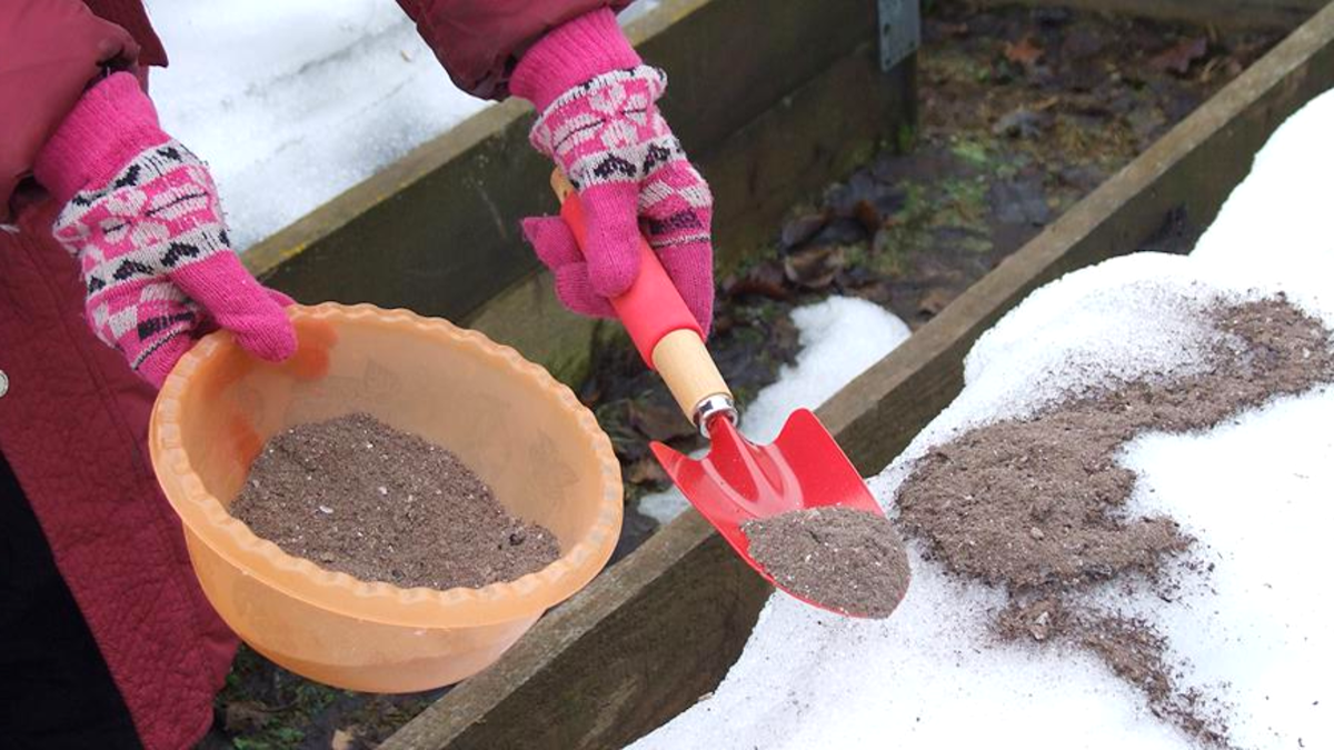 Silnější než popel kvasnice i hnůj v Česku takto přihnojují záhony přímo na sníh v únoru a na jaře je půda dvojnásob úrodná